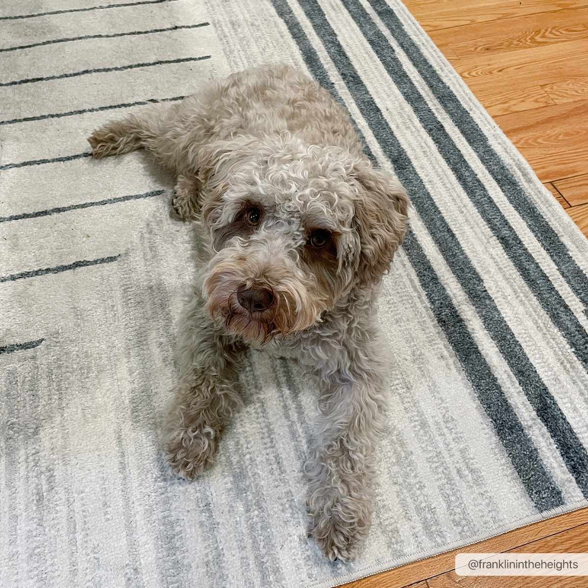 Dog lounging on the Thad Medium Gray Washable Area Rug with a bone and dark gray striped pattern. Roomscene-Rectangle